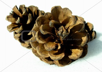 Two Pine Cones. 