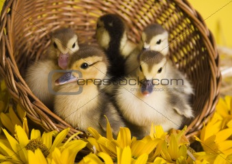 Easter ducks
