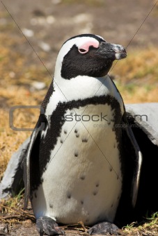 Jackass Penguin (Demersus Spheniscus)