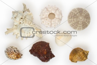 Several sea-urchins and sea-shells