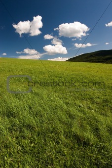 Summer abstract landscape