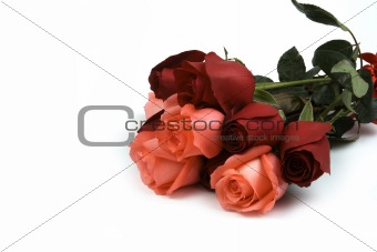 Pink And Red Rose
