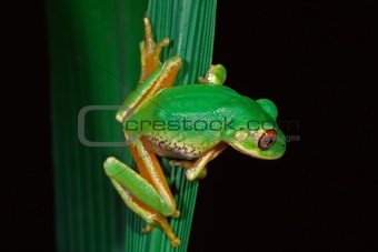 Forest tree frog