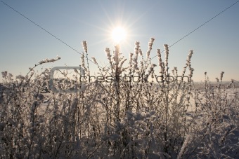 Plants in the winter and the sun