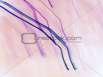 lilac abstraction 