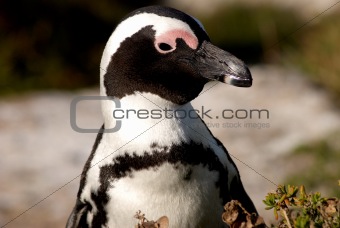 Penguin close-up.
