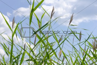 reed stems on blue sky