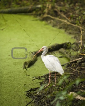 White Ibis in a Swamp
