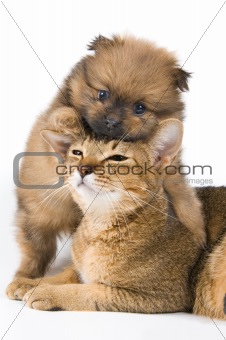 The puppy of the spitz-dog with a cat