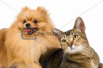 The spitz-dog and cat