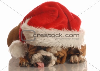 dog dressed as santa