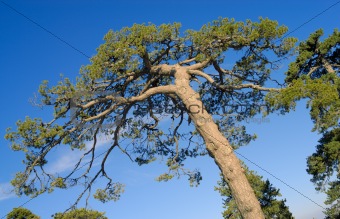 Tree crone over blue sky