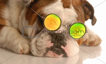 dog with people eye glasses
