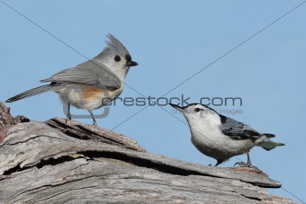 Two Birds On A Stump