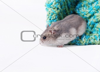 A Cute Dwarf Hamster