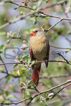 Female Northern Cardinal (cardinalis cardinalis) 