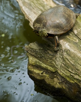 Turtle on a rotting log