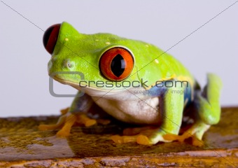 Red eye tree frog on wood
