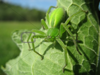 Green spider (Micrommata virescens)