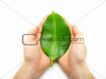  leaf in hands 