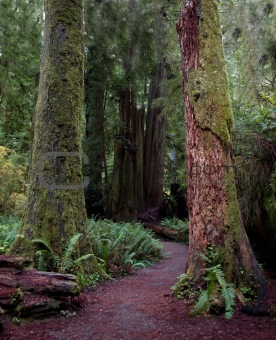 Colorful mossy redwood trunks