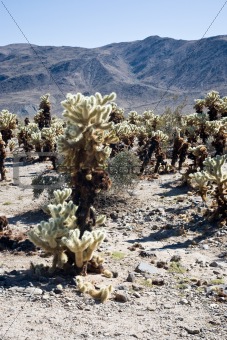 Cholla cactus garden USA 