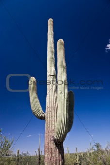 Saguaro National Park Arizona 