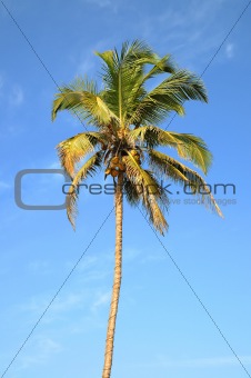 Lonely palm tree over sky