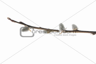 Twigs of willow with catkins on a white background