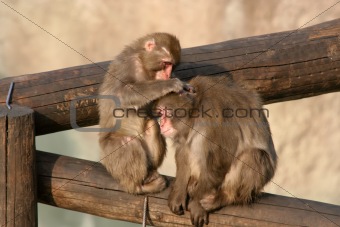 Two young monkeys