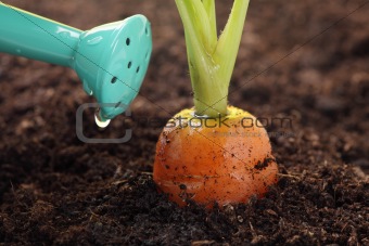 carrot growing in the soil and watering can