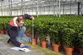 measuring the height of glasshouse plants