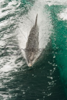 Dolphin swimming