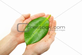  leaf in hands