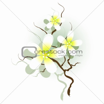Branch with white flowers
