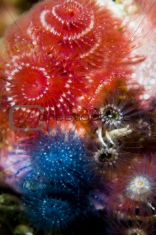 Assortment of Christmastree Worms