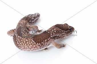 Jungle Male Fattailed Gecko (Het. Albino)