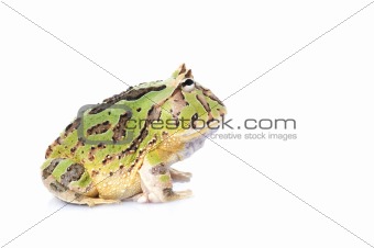 Fantasy Frog