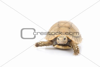 Ivory African Spurred Tortoise (Geochelone sulcata)