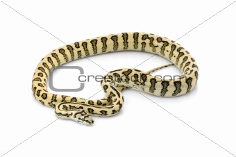 Jaguar Carpet Snake