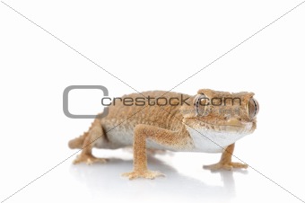 Helmeted Gecko