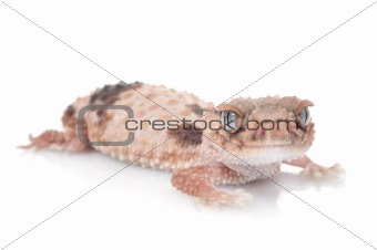 Knobtail Gecko (wheelen)