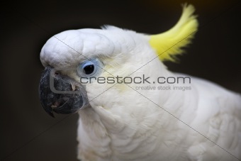 White Sulphur Crested Cockatoo Hong Kong Bird Market