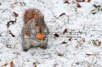 Red squirrel on white snow with walnut