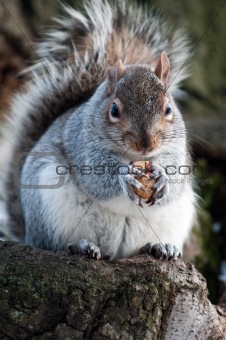 squirrel on branch of tree with a nut 