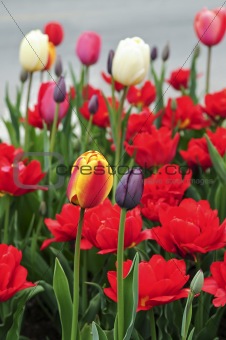 Tulips in spring garden