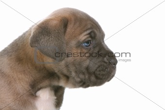 puppy italian mastiff cane corso