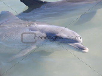 Smiling dolphin