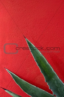 Agave abstract