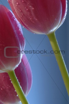 tulip display